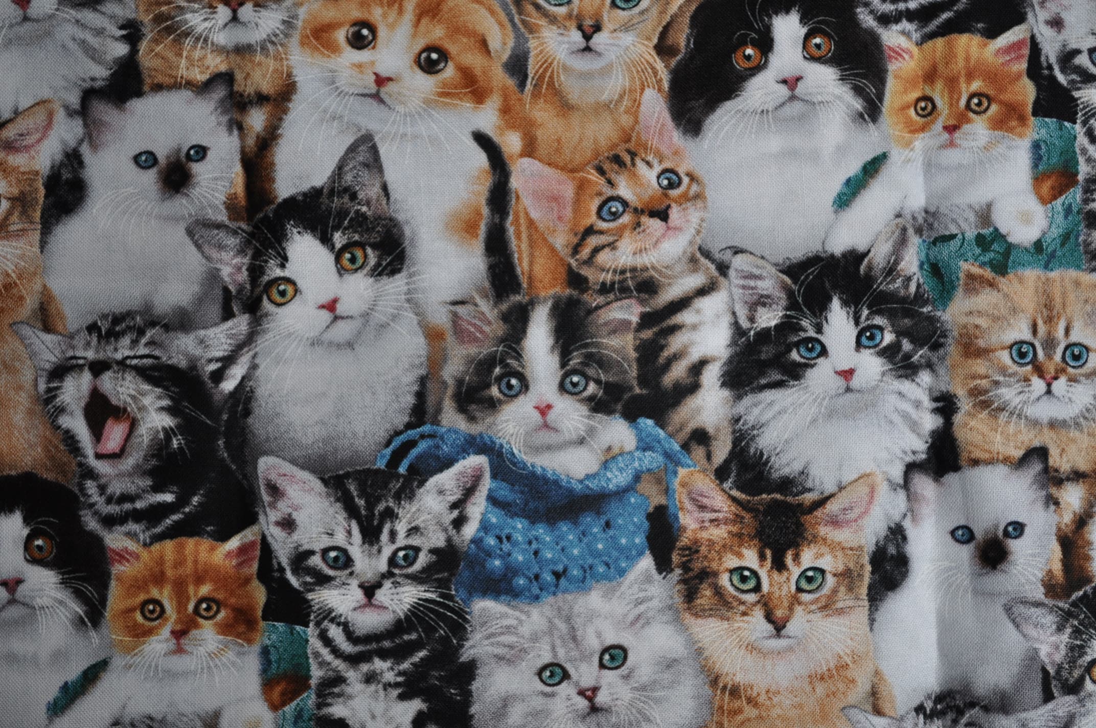 Kittens