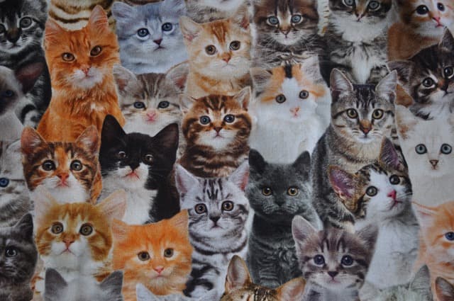 Cats